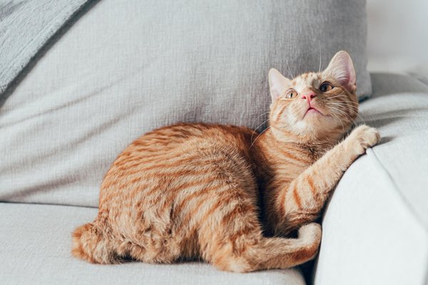Le guide ultime des accessoires essentiels pour chats : équipements et conseils pratiques