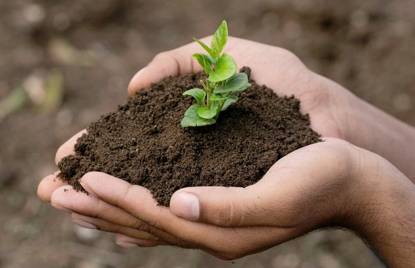 Qu'est-ce qui distingue le concept 'Into The Green' ?
