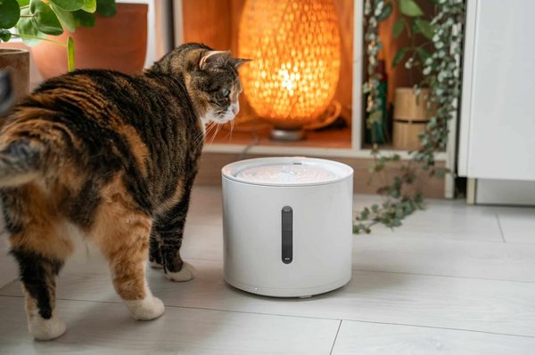 Découvrez le meilleur distributeur automatique de croquettes